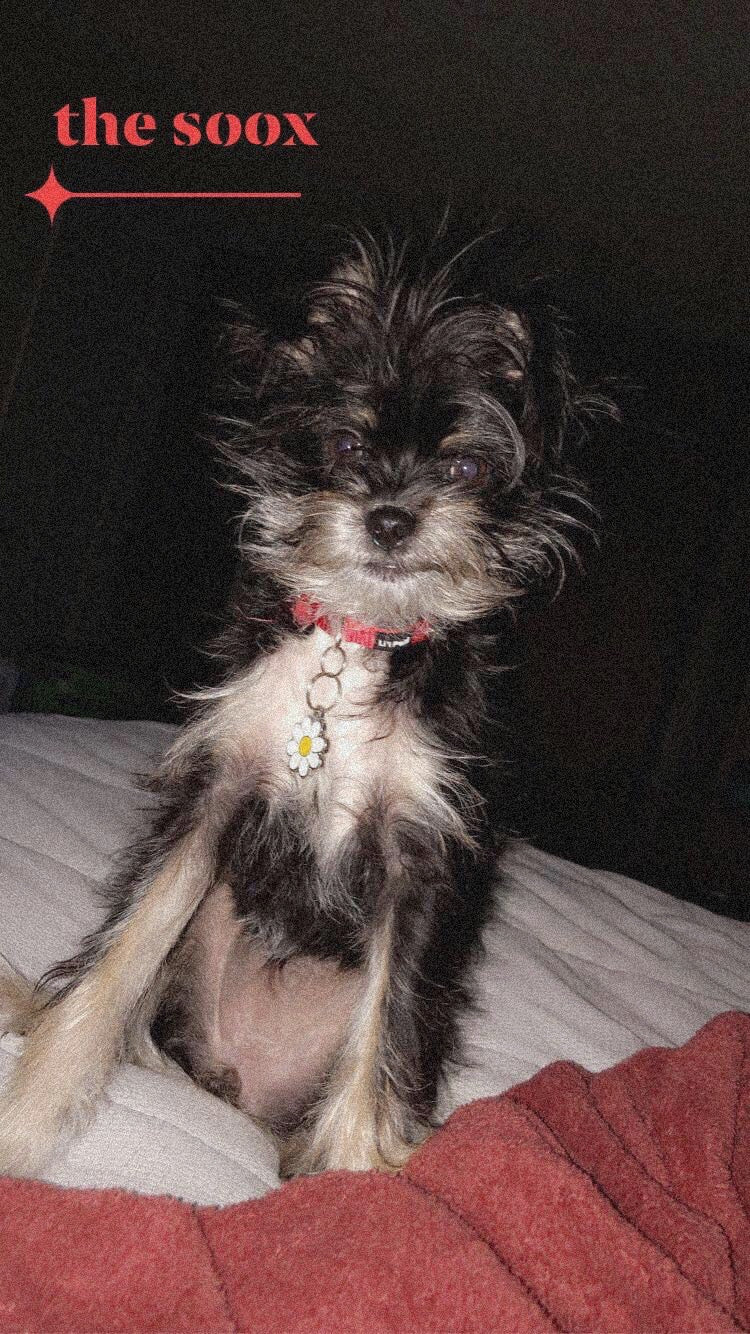 Autographed “The Soox” Photo