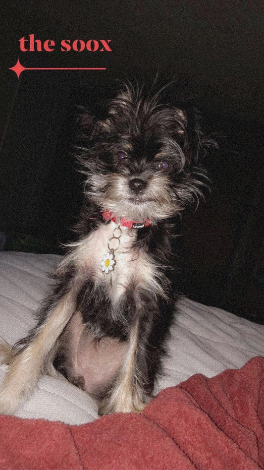 Autographed “The Soox” Photo